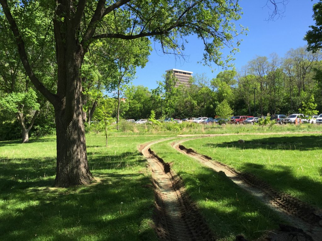 image of compacted soils around mature tree