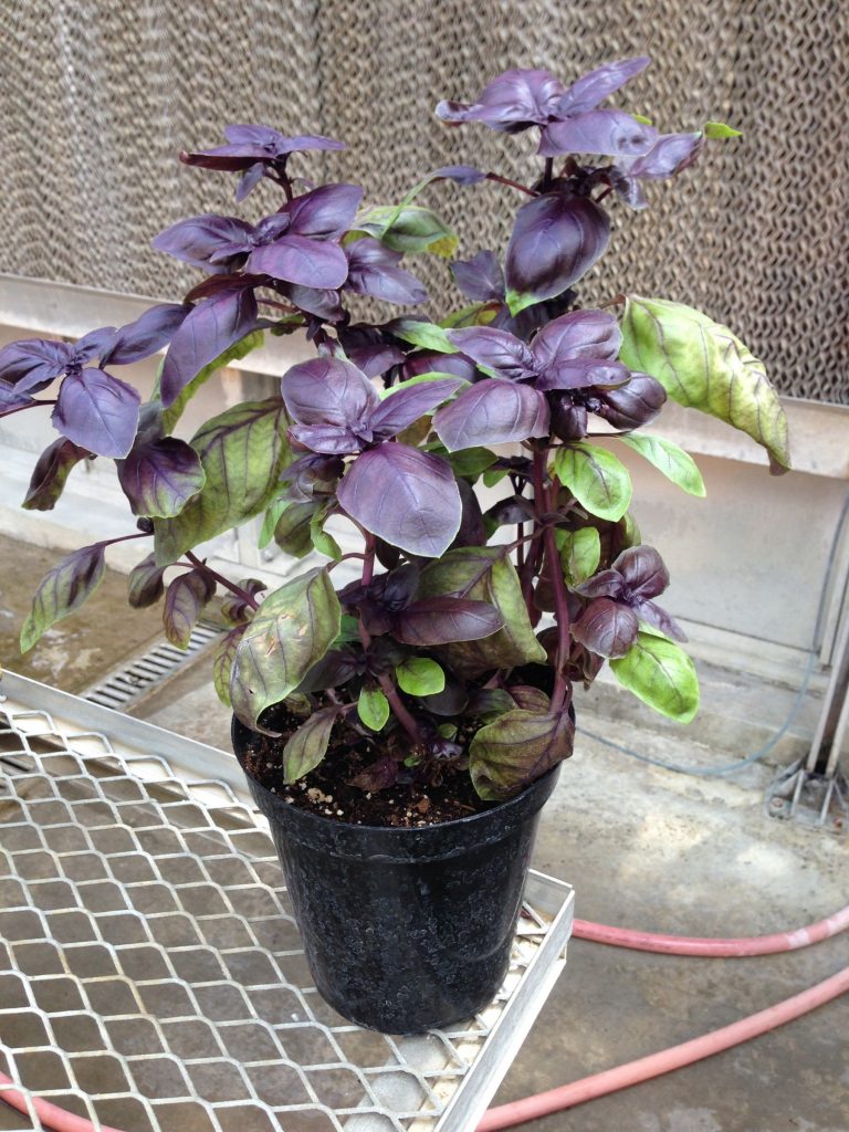 image of basil with regrowth